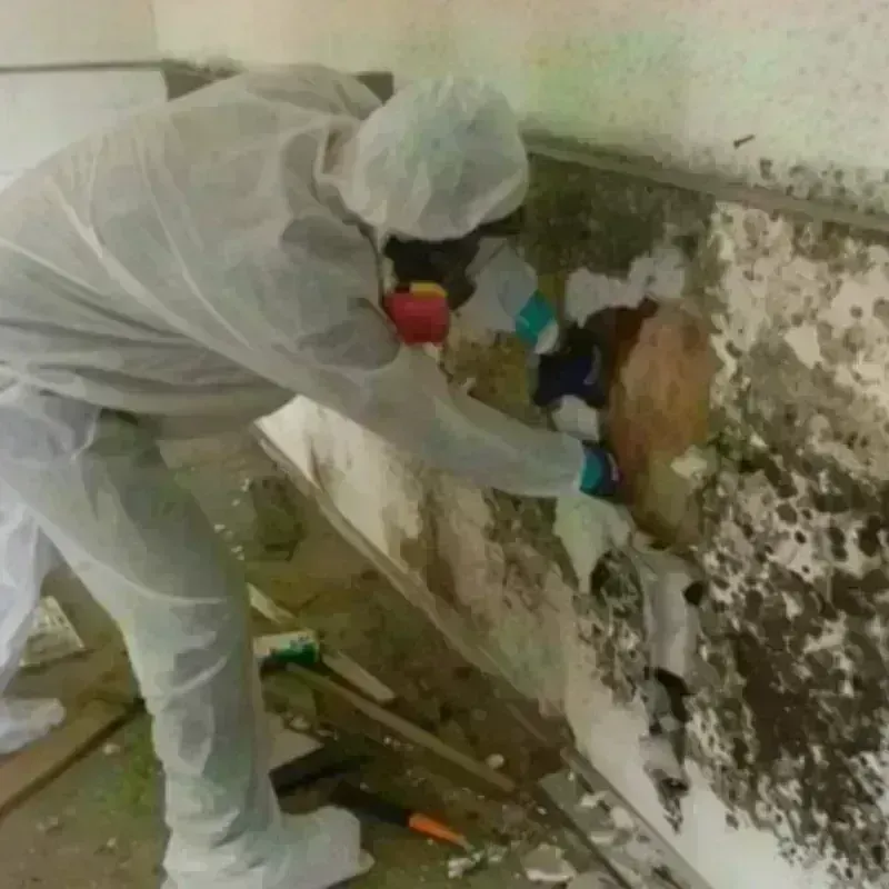 Mold Remediation and Removal in Coalfield, TN